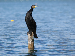 cormoran posentado en un tronco de madera en medio de un lago