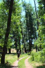 A beautiful path leads into a bush forest