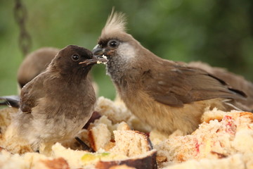 Fototapeta premium Speckled Mousebirds having a rich dinner in Aberdare National Park (Kenya) (03)
