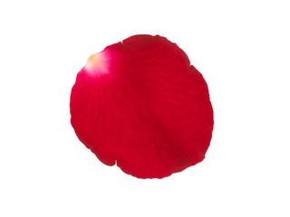 Red rose petals isolated on a white background