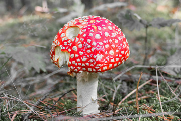 Close up of red Fly Amanita (Amanita Muscaria) in the forest in fall. Autumn colorful scene background in sunlight. Poisonous mushroom. Detail of toxic Fly Agaric in grass with leaves. Europe