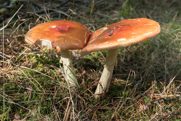 Close up of red Fly Amanita (Amanita Muscaria) in the forest in fall. Autumn colorful scene background in sunlight. Poisonous mushroom. Detail of toxic Fly Agaric in grass with leaves. Europe