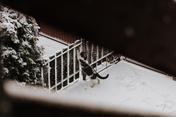 Cat sharpenning claws on wooden fence during snowfall in winter.