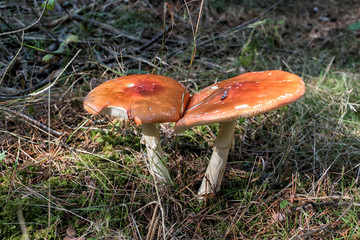 Close up of red Fly Amanita (Amanita Muscaria) in the forest in fall. Autumn colorful scene background in sunlight. Poisonous mushroom. Detail of toxic Fly Agaric in grass with leaves. Europe