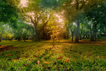 Sunrays through trees in morning, Kolkata
