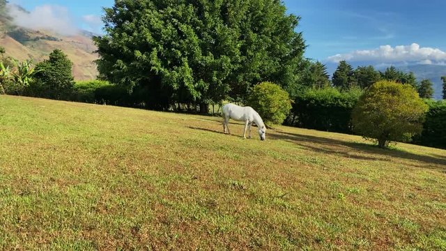 Horses grazing the grass at Bocono mountains, Trujillo State. Venezuela