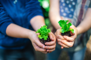 Naklejka na ściany i meble children hands with salad plants - children make vegetable garden with vegetable plants in hands