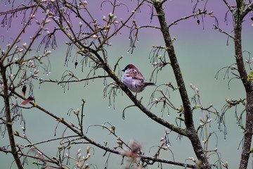sparrow on a branch