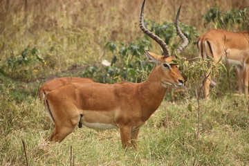 Naklejka na ściany i meble Impala spotted during safari (Kenya)