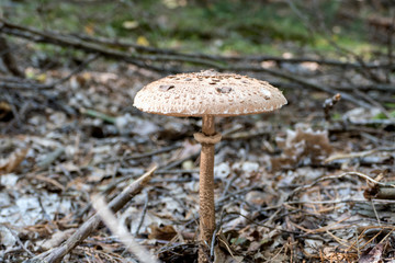 Close up of Macrolepiota procera in the forest in fall. Autumn colorful scene background in sunlight. Edible mushroom. Detail of parasol mushroom in grass with leaves. Europe