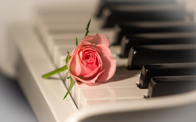 A rose on keyboard of the digital piano. Love song concept, romantic music