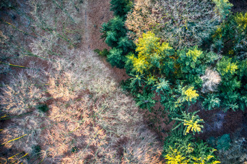 Conifers vs. deciduous trees - Dying forest in winter