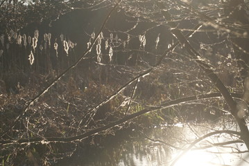 cattail reed in fluff near the forest river