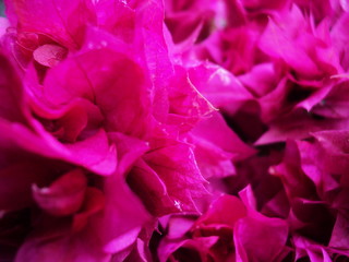 Naklejka premium Pink Bougainvillea glabra, have many bloom from Bouquet, the flower with isolated on background a branch a lot.