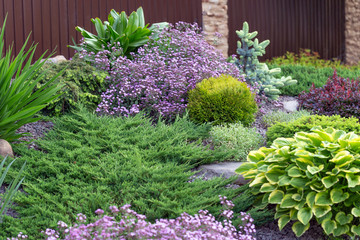 Combination of spring-flowering plants and conifers on an alpine hill. Lilac small flowers, blue spruce, yellow spherical thuja, green juniper, hosta, claret barberry.Concept of landscape for gardens