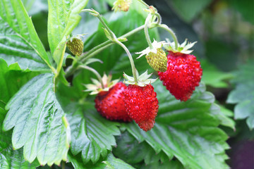 Bright red berries of wild strawberry on a background of green leaves. Forest and garden sweet berry.Close up.Concept of growing, care, usefulness,healthy food,vitamins.