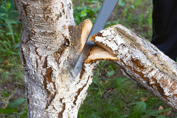 Sawing a large tree branch. Saw in blur. Sanitary pruning of diseased damaged branches. Fruit tree...