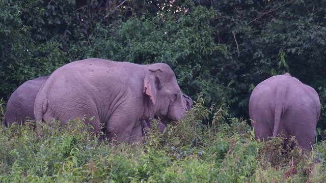 Asiatic Elephant, Elephas maximus; an Elephant moves out from the herd to reach out another one with its trunk.