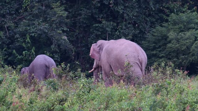 Asiatic Elephant, Elephas maximus; with its male genital sticking out approaches a herd with another male and some female Elephants.