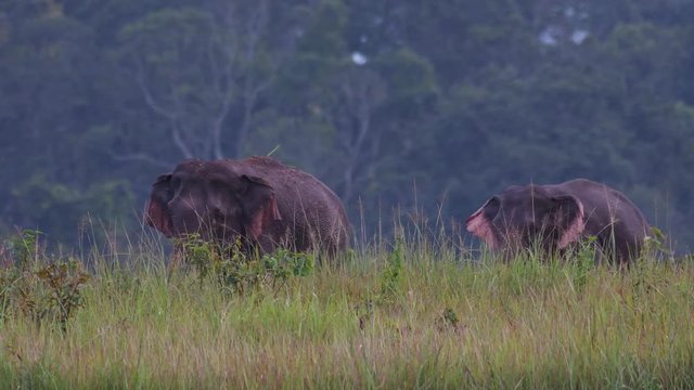 Asiatic Elephant, Elephas maximus; an herd of Elephants walking to the left in a line through tall grass in Khao Yai National park before dark.
