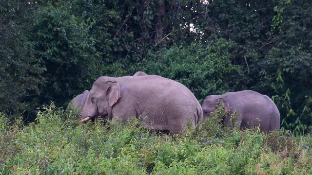 Asiatic Elephant, Elephas maximus; undettered, approaches a female again to engage in copulation.