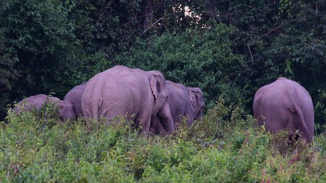 Asiatic Elephant, Elephas maximus; a herd of Elephants as seen from their backs as one reaches out lovingly to another on the right with its trunk.