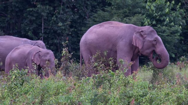 Asiatic Elephant, Elephas maximus, sticking its trunk into its mouth while the others are moving around it.