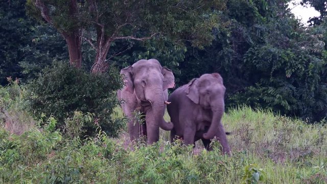 Asiatic Elephant, Elephas maximus; a male Elephant uses its tusk and trunk to engage a female to a copulation moment and then the female turns its behind as a sign of submission.