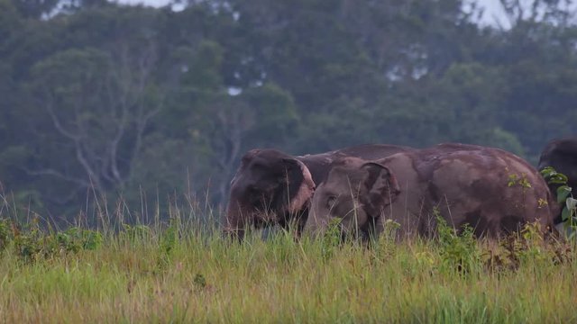 Asiatic Elephant, Elephas maximus; a herd of three Elephants hurriedly cross a Cogon grassfield in Khao Yai National park before dark.