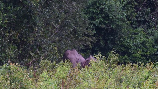 Asiatic Elephant, Elephas maximus; a male Elephant trying to get a female engage into copulation.
