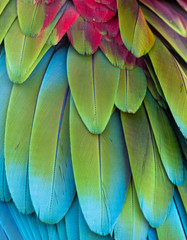 Closeup of the blue yellow  and red  feathers of tropical Macaw parrot © Jim Schwabel