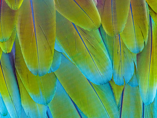 Closeup of the blue yellow feathers of tropical Macaw parrot