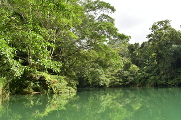 Jungle in Panama