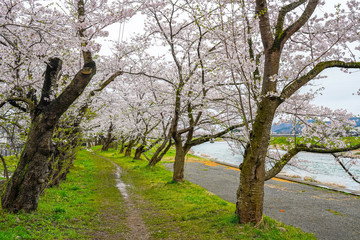 Fototapeta premium Hinokinai River riverbank in springtime cherry blossom season rainy day. Visitors enjoy the beauty full bloom pink sakura trees flowers. Town Kakunodate, Semboku District, Akita Prefecture, Japan