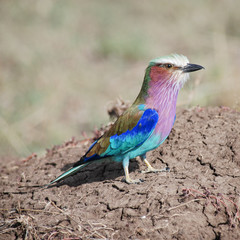 Lilac Breasted Roller on the Mara