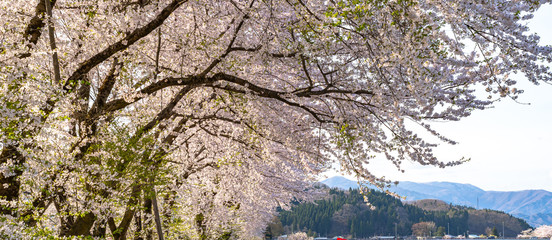 Hinokinai River riverbank in springtime cherry blossom season sunny day. Visitors enjoy the beauty full bloom pink sakura trees flowers. Town Kakunodate, Semboku District, Akita Prefecture, Japan