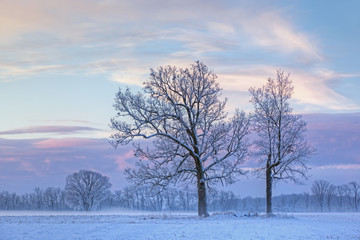 Rural winter landscape of frosted bare trees in fog at dawn, Michigan, USA