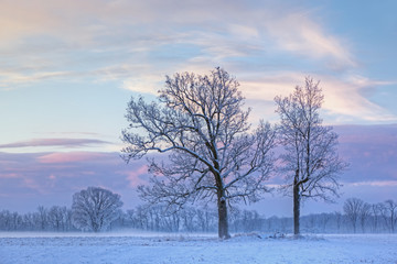 Rural winter landscape of frosted bare trees in fog at dawn, Michigan, USA