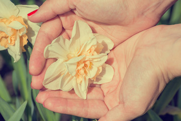Narcissus flower in women's hands