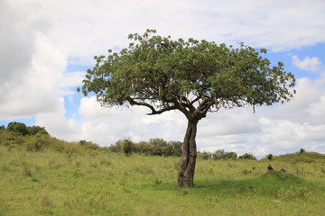 Obraz premium Sausage tree (Kigelia africana) in Masai Mara National Park (Kenya)