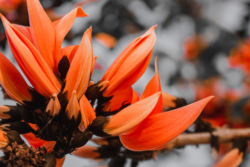 Bastard Teak Flower bloom in Khon Kaen, Thailand.