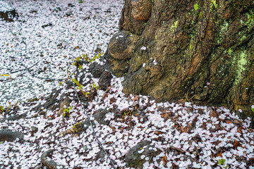 Sakura Cherry blossom trees flower petal on ground in the park. Cherry blossoms petals on the floor create beautiful carpet of flowers at the end of the Sakura season in Japan
