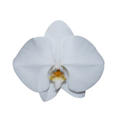 Naklejka na ściany i meble orchid image isolated on the white background.
