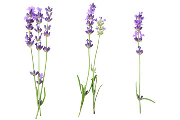 lavender flowers isolated on white background. top view