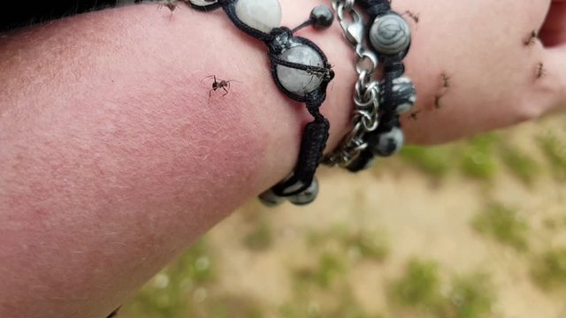 Ants slow motion running over hand and fingers pinching and biting trying to protect their colony macro close up