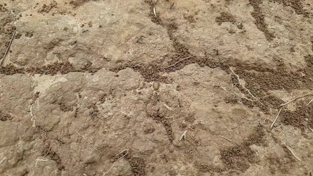 ant colony slow motion slide footage showing ants running over the ground and sand ready to protect and bite for their territory macro close up