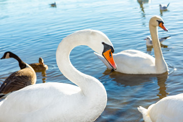 Closeup of a swan swimming at the shore of the lake along with many other birds.