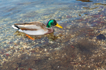 Closeup of male Mallard duck swimming in the transparent lake water.