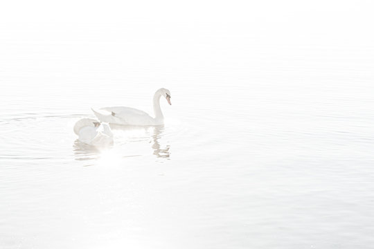Couple of swans swimming in the lake in a overexposed image to make everything as white figures or elements.
