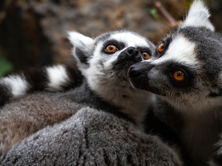 ring tailed lemurs